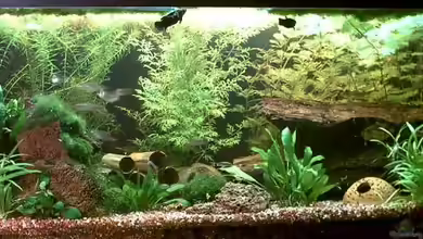 Becken 3554 von Jana Gelfort