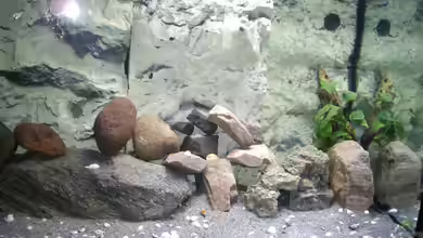 Becken 35606 von Ottmar Lach