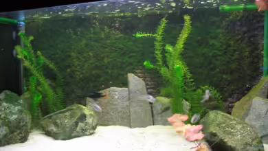 Becken 3568 von Jeffry Westerhoff