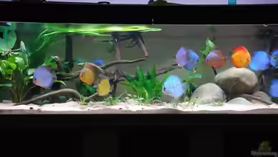 Becken 3605 von Discusfan