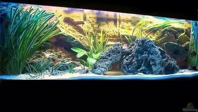 Becken 3607 von Dennis V12