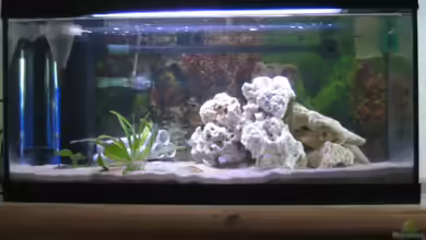 Becken 3608 von am1482