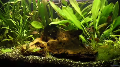 Becken 361 von Lutz Rall