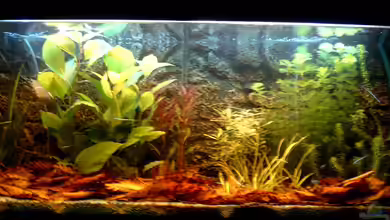 Becken 3622 von Hans-Peter Kröher