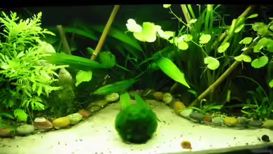 Becken 3628 von Sabrina Sommer