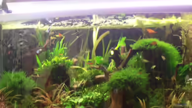 Becken 3629 von Thomas Walla