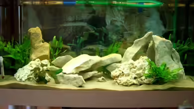 Becken 3646 von Sebastian Eckert