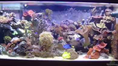 Becken 3655 von Joachim Gasser