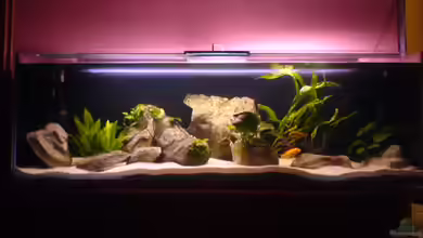 Becken 3696 von Ronny Laumer