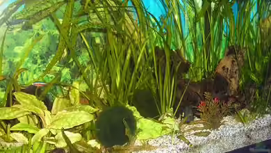 Becken 3704 von Raphael Nelke