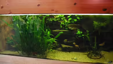 Becken 3709 von Thomas Röckemann