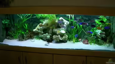 Becken 3714 von phyvf