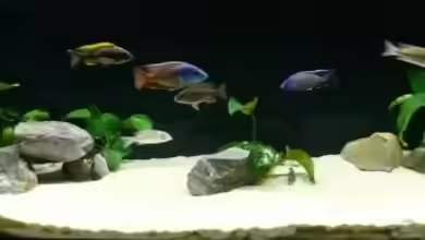 Becken 3735 von Dominik Steigewald