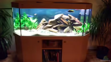 Becken 374 von Marco Arens