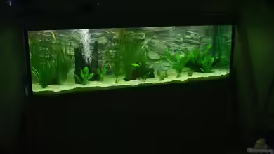 Becken 3741 von Sascha Behrends