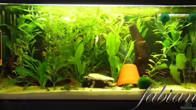 Becken 3743 von Fabian Springer