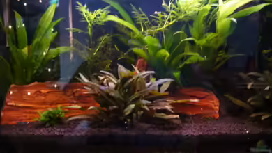 Becken 3754 von Michael Hodina