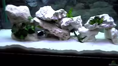 Becken 3757 von Peter Hackenberg