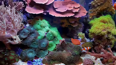 Becken 37754 von Artur Wegert