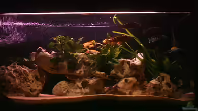 Becken 3778 von Philipp Clodt