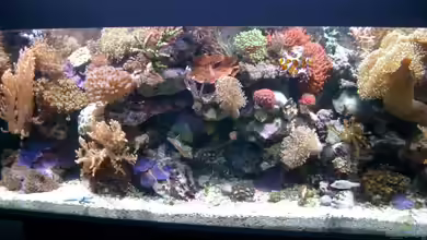 Becken 3782 von Enrico