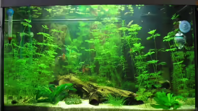 Becken 3783 von Melanie Dreier