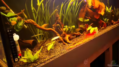 Becken 37888 von Thomas Titze