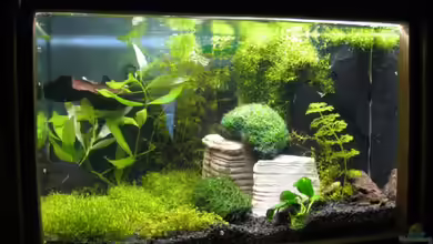 Becken 3801 von Heinz Sommer