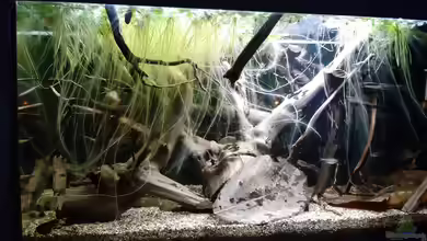 Becken 38034 von Moin