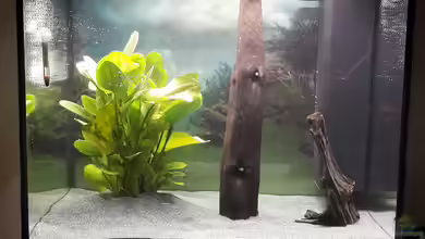 Becken 38050 von Sandra G.