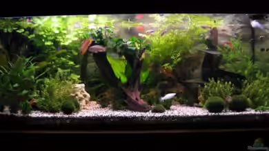 Becken 3811 von Monika Maier