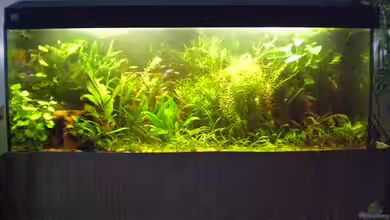 Becken 3818 von Falko Timper