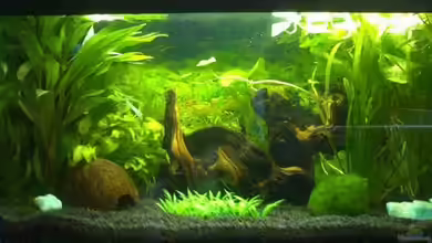 Becken 3825 von Patrick Block