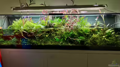 Becken 38582 von wsc