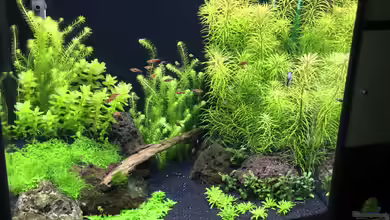 Becken 38732 von Aquafreak1411