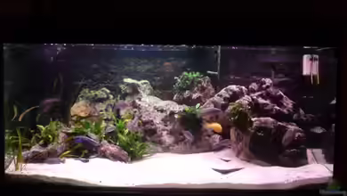 Becken 3874 von Jan Kaun