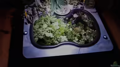 Becken 3923 von Timo Lorenz