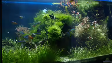 Becken 3938 von Herbert Lukes