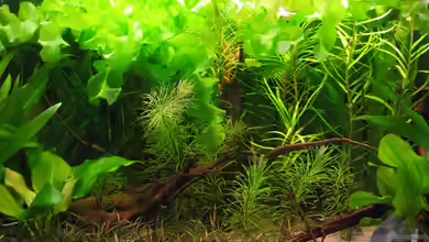 Becken 3946 von Stefan Roos