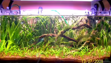 Becken 3951 von Thomas Schmidt