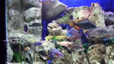 Becken 396 von Thomas Biewald