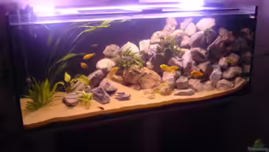 Becken 3979 von Cindy Laumer