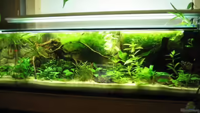 Becken 4000 von Gerrit Buck