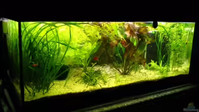 Becken 4004 von Stefan R.