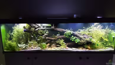 Becken 40632 von Kamenko