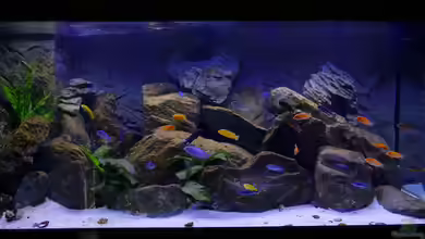 Becken 40731 von Babs