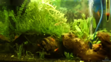 Becken 4078 von Matthias Söldner