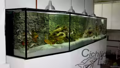 Becken 410 von Cichlidenland