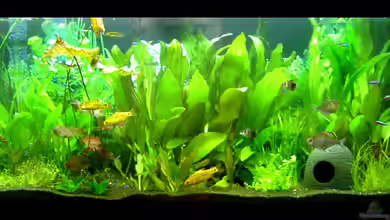 Becken 4103 von Franziska Pfeiffer