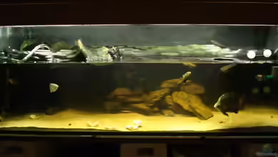 Becken 4124 von rot08